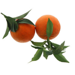 BIO ORANGE WASHIGTON NAVEL FEUILLE BARBERA 12KG